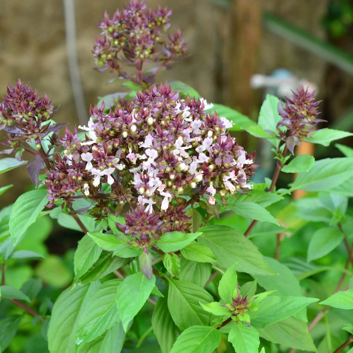 Basil Seeds – Clove Ocimum Gratissimum