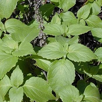 Basil Seeds – Clove