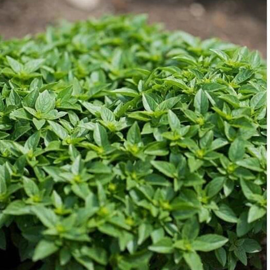 Basil Seeds – Dwarf Greek Ocimum Basilicum
