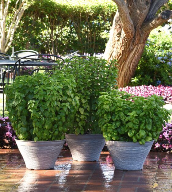 Basil Seeds – Everleaf Emerald Towers