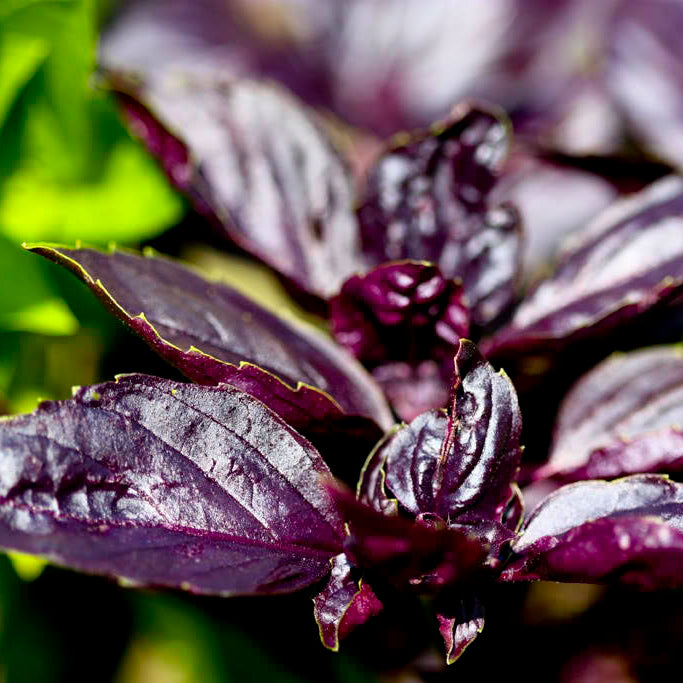 Basil Seeds – Fino Verde & Purple Ruffles
