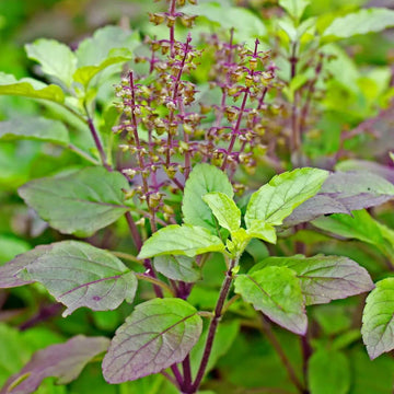 Basil Seeds – Holy Basil Ocimum Tenuiflorum
