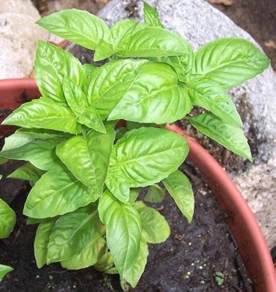 Basil Seeds – Italian Classic Ocimum Basilicum