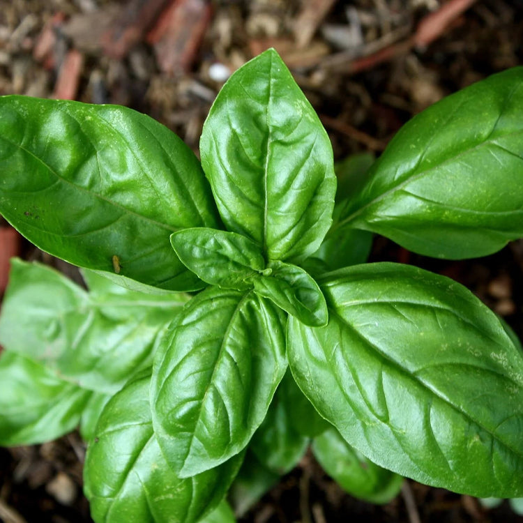 Basil Seeds – Italian Classic Ocimum Basilicum