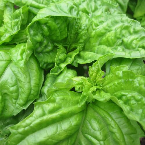 Basil Seeds – Mammoth Leaf Ocimum Basilicum