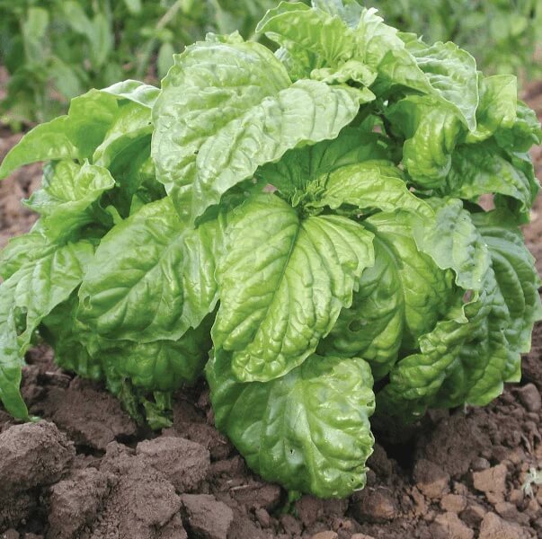 Basil Seeds – Mammoth Leaf Ocimum Basilicum