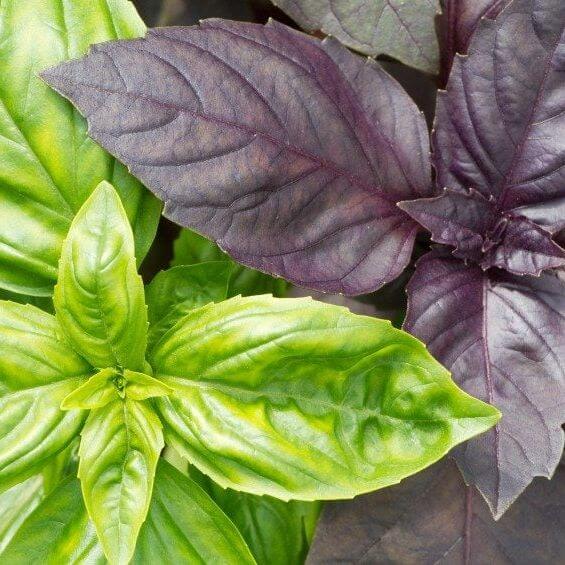 Basil Seeds – Mix