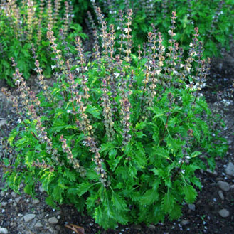 Basil Seeds – Mrihani Ocimum Basilicum Organic