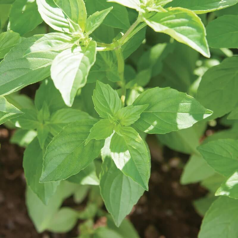 Basil Seeds – Mrs. Burns' Lemon