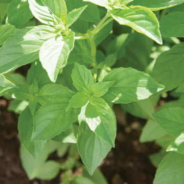 Basil Seeds – Mrs. Burns' Lemon