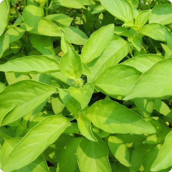 Basil Seeds – Mrs. Burns' Lemon