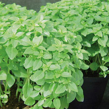 Basil Seeds – Piccolino
