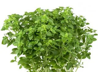 Basil Seeds – Piccolino
