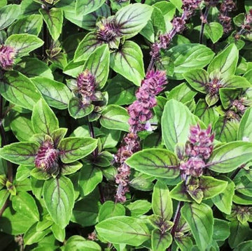 Basil Seeds – Anise Persian