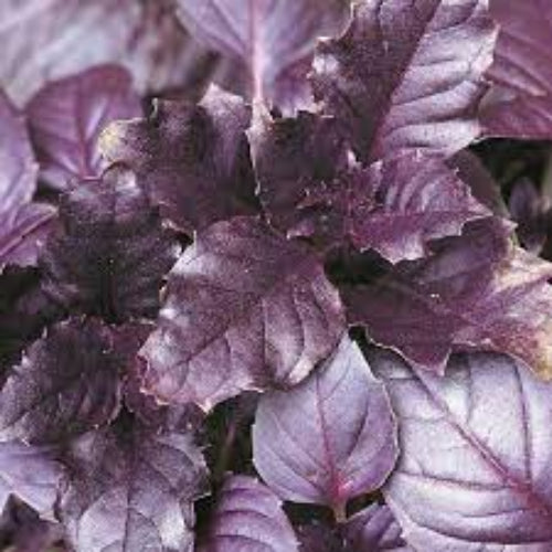 Basil Seeds – Aromatic