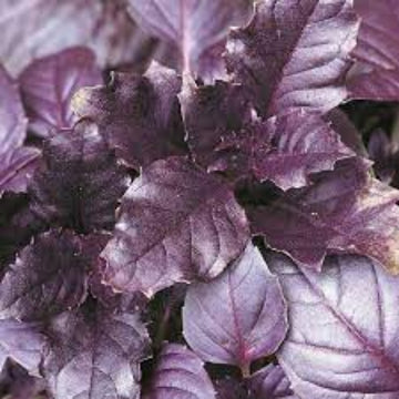 Basil Seeds – Aromatic