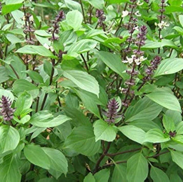 Basil Seeds – Aromatic, Bonsai