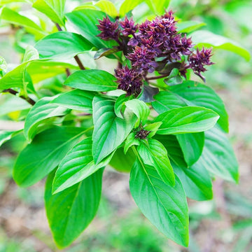 Basil Seeds – Cinnamon
