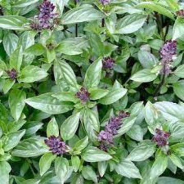 Basil Seeds – Cinnamon Ocimum Basilicum