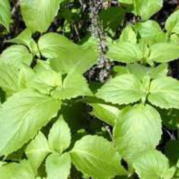 Basil Seeds – Clove