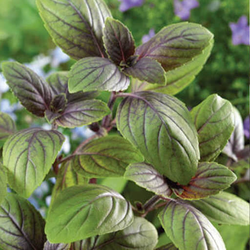 Basil Seeds – Corsican Organic