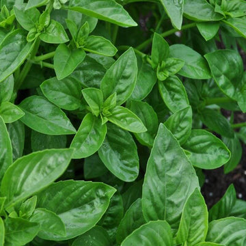 Basil Seeds – Dolce Fresca Ocimum Basilicum