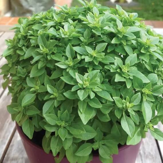 Basil Seeds – Dwarf Greek Ocimum Basilicum