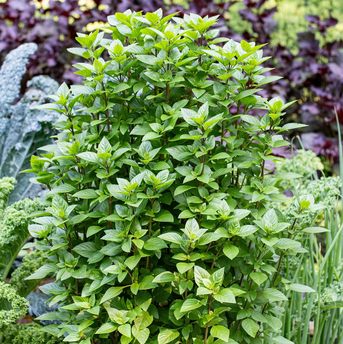 Basil Seeds – Everleaf Emerald Towers