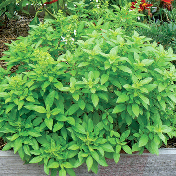 Basil Seeds – Fino Verde