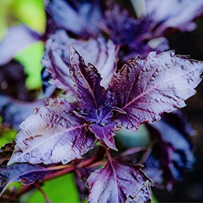 Basil Seeds – Fino Verde & Purple Ruffles
