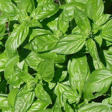 Basil Seeds – Genovese Ocimum Basilicum