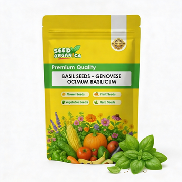 Basil Seeds – Genovese Ocimum Basilicum