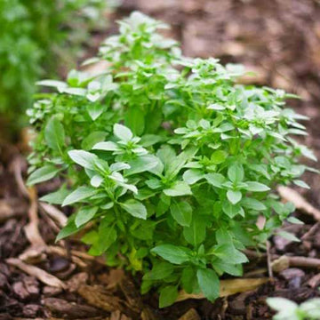 Basil Seeds – Greek, Fresh & Aromatic