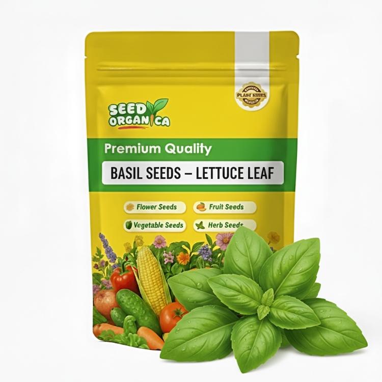 Basil Seeds – Lettuce Leaf