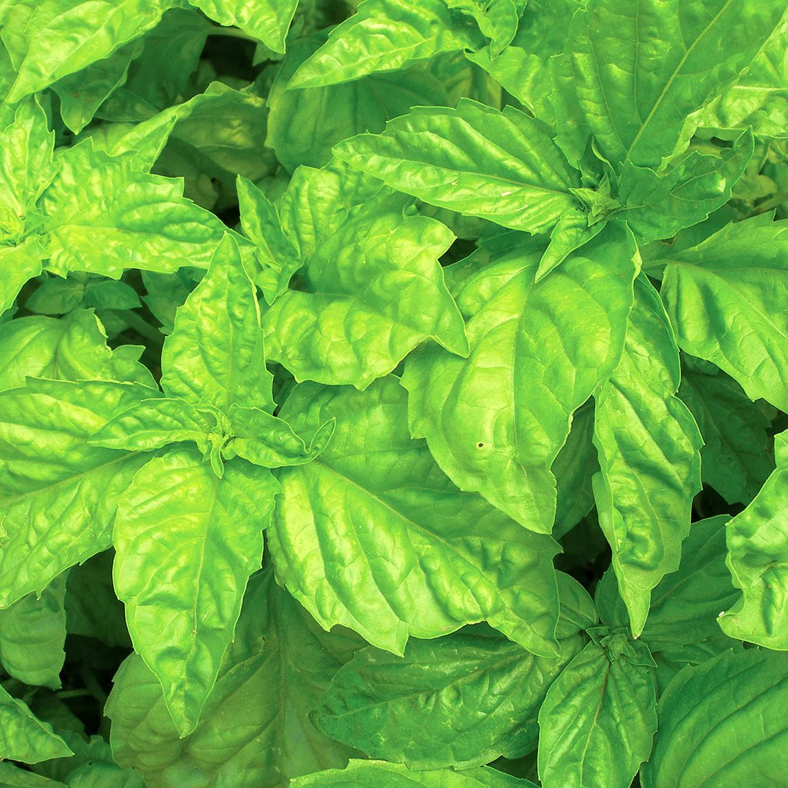 Basil Seeds – Lettuce Leaf
