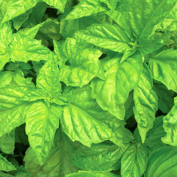 Basil Seeds – Lettuce Leaf

