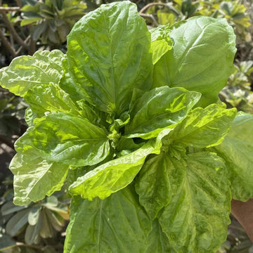 Basil Seeds – Mammoth Leaf Ocimum Basilicum