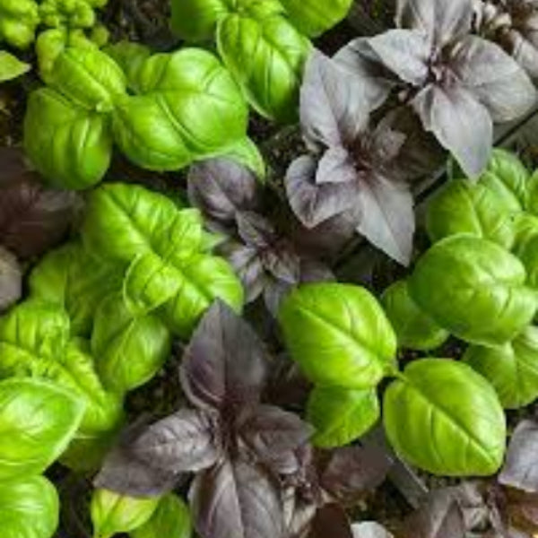 Basil Seeds – Mix