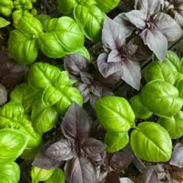 Basil Seeds – Mix
