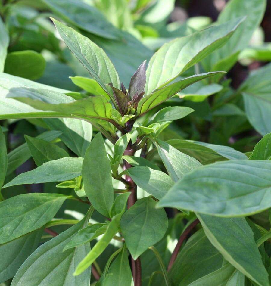 Basil Seeds – Siam Queen Thai