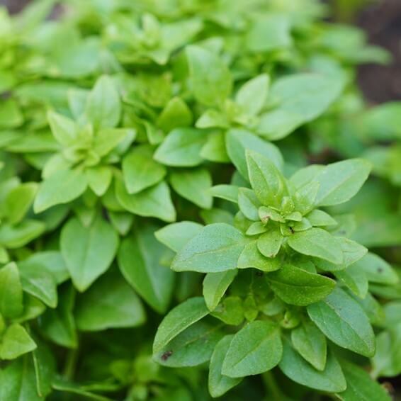 Basil Seeds – Spicy Globe
