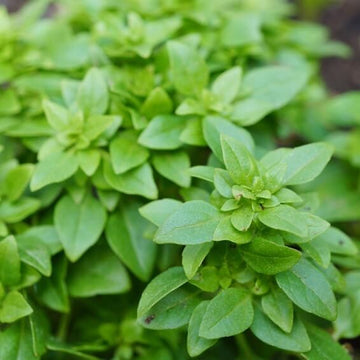 Basil Seeds – Spicy Globe

