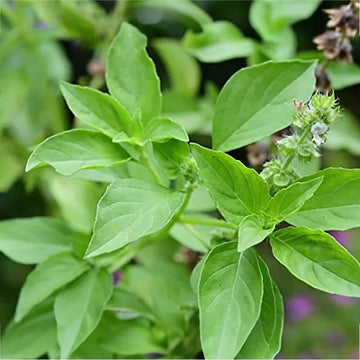 Basil Seeds – Tulsi Vana Ocimum Gratissimum