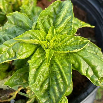Basil Seeds – Tuscany Ocimum Basilicum