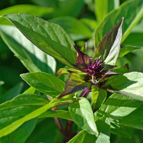 Basil Seeds – Siam Queen
