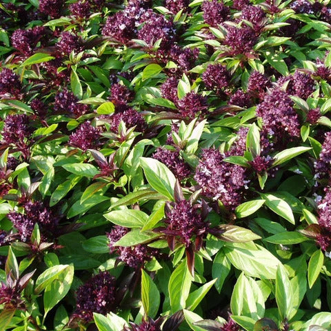 Basil Seeds – Siam Queen
