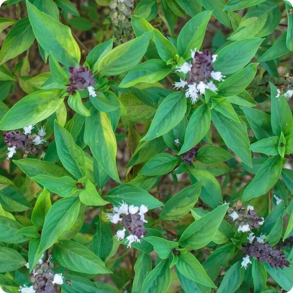 Basil Seeds – Siam Queen Thai