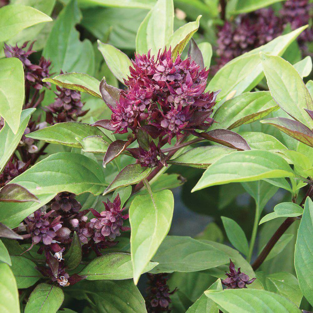 Basil Seeds – Siam Queen Thai