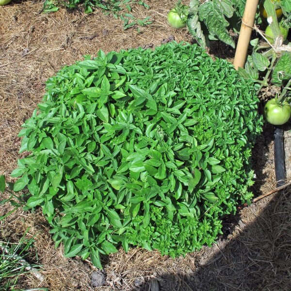 Basil Seeds – Spicy Bush Ocimum Basilicum