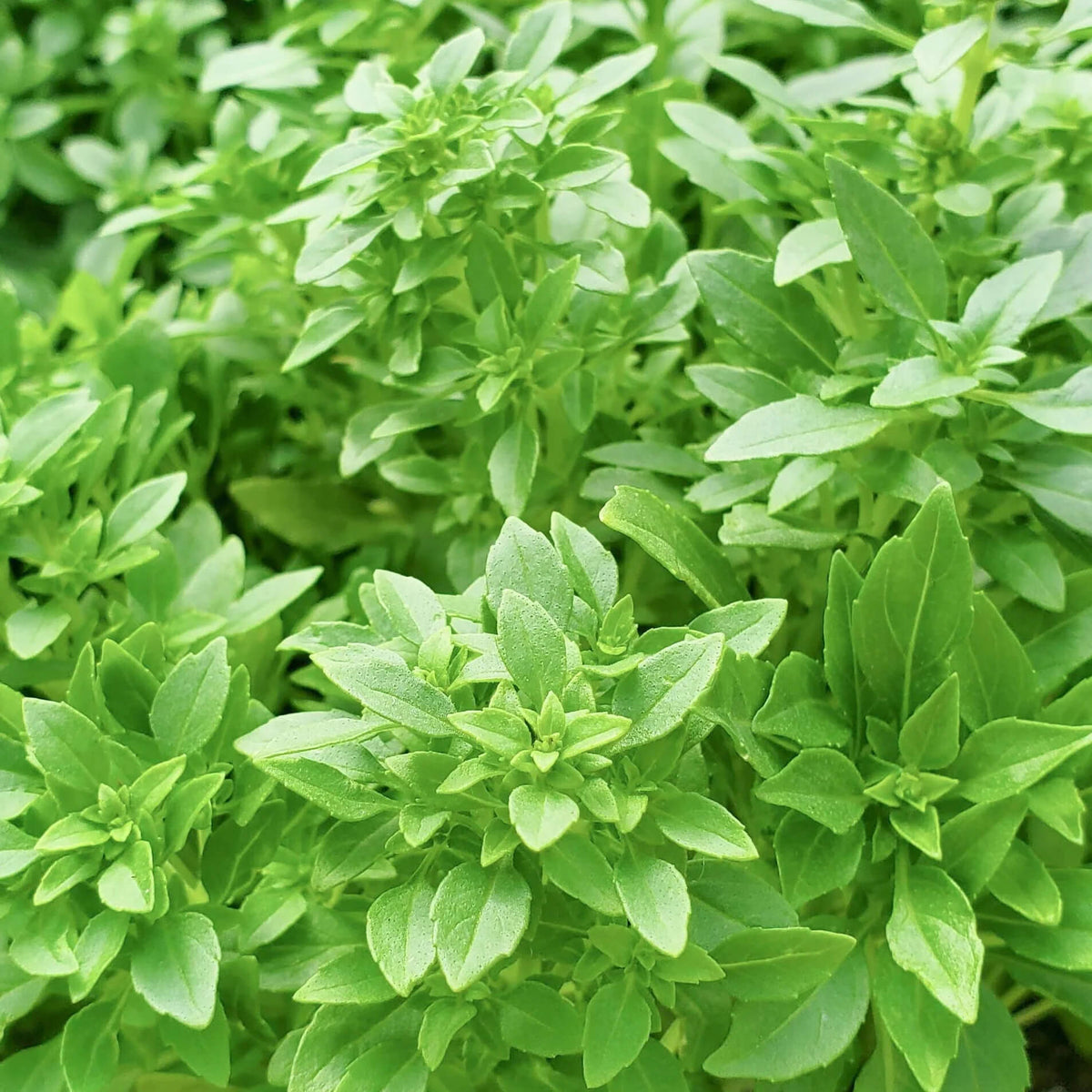 Basil Seeds – Spicy Globe
